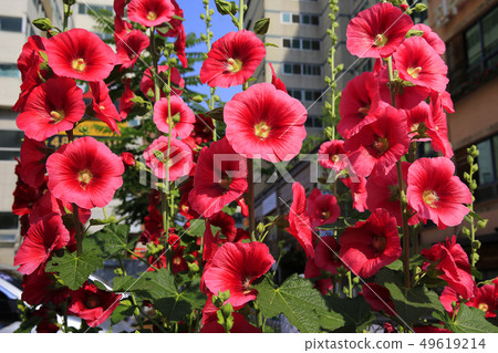hollyhock hollyhock 49619214