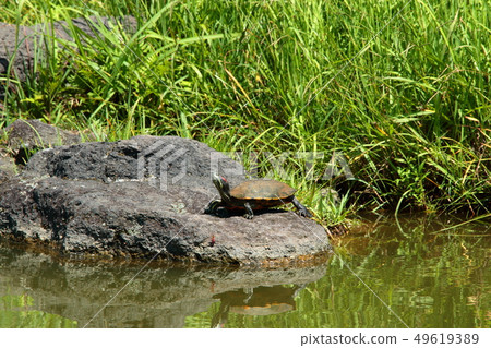 Red ears turtle, lake, pond, chillies park, 49619389