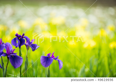花鏟 花鏟 49619936