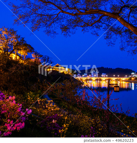 Jinju castle spring night view 49620223