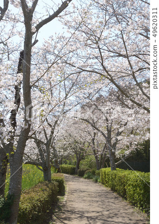 櫻花樹散步步行路線Sodegaura公園 49620311