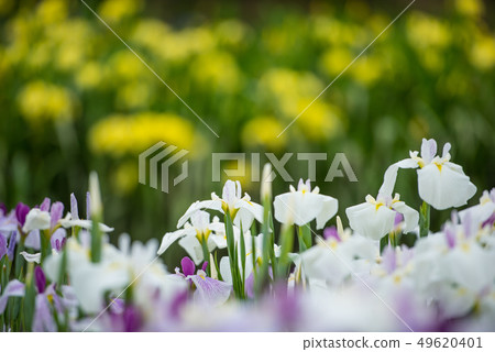 Flower shovel 49620401