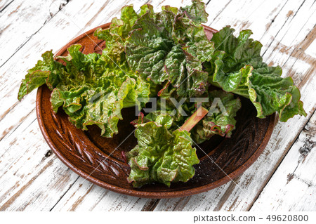 Bunch of fresh rhubarb 49620800