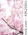 櫻花 春天 木 49620801