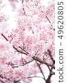 櫻花 春天 木 49620805