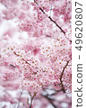 櫻花 花 春天 49620807