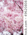 櫻花 春天 木 49620808