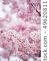 櫻花 花 春天 49620811