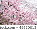 櫻花 春天 木 49620813