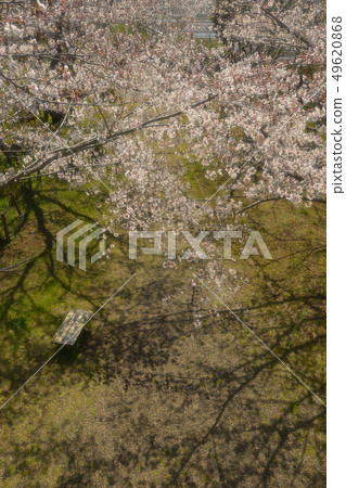 Cherry blossoms cherry blossoms day woodland park bench 49620868