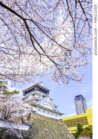 Beautiful Kokura Castle in full bloom 49621089