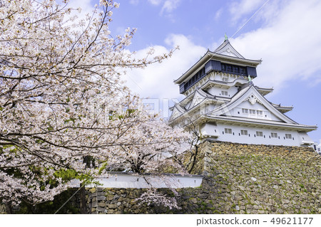 Ogura Castle is a beautiful cherry blossom viewing period 49621177