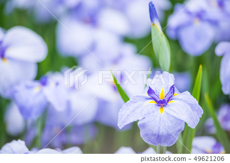 Flower shovel 49621206