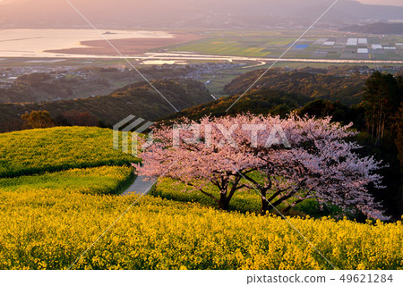 Shirakine峰的櫻花 49621284