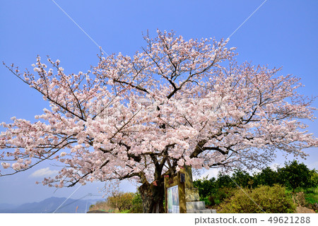 Ichihara cherry blossoms 49621288