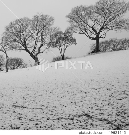 近視雪 49621343