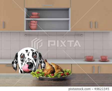 Cute dalmatian dog is going to eat some chiken from the table. 3d render 49621345