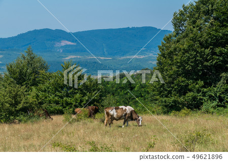 Cows grazing in a meadow in the middle of the Carp Cows grazing in a meadow in the middle of the Carp 49621896