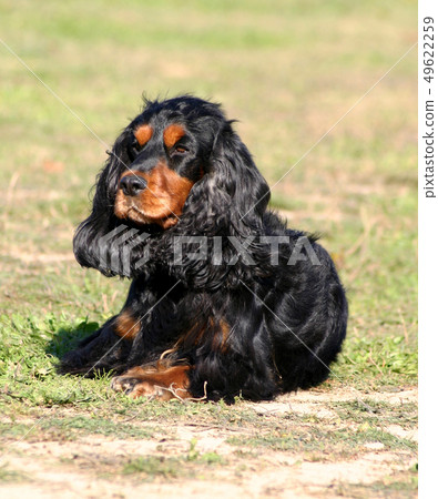 cocker spaniel cocker spaniel 49622259