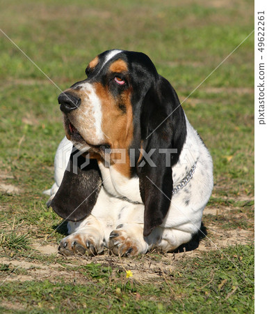 basset hound basset hound 49622261