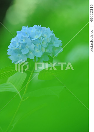 hydrangea hydrangea 49622316