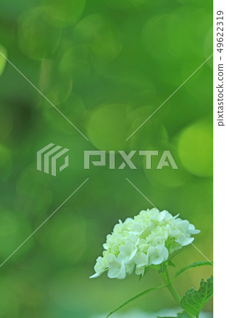 hydrangea hydrangea 49622319