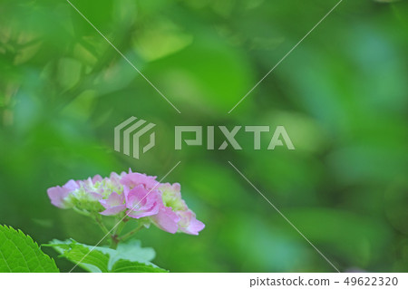 hydrangea hydrangea 49622320