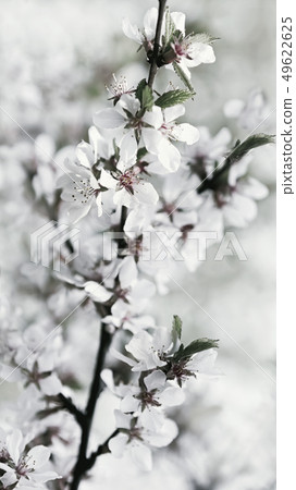 White Flowers Of Fresh Springtime Cherry Blossoms White Flowers Of Fresh Springtime Cherry Blossoms 49622625