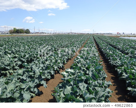 Broccoli field 49622863
