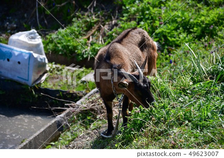 Goat's free range Goat's free range 49623007