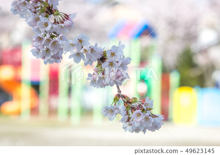 櫻花在孩子們的公園裡 49623145