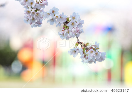 Cherry blossoms in the children's park 49623147
