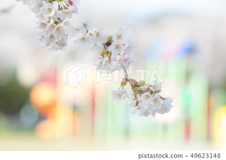 櫻花在孩子們的公園裡 49623148