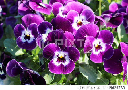 紫三色堇 49623583