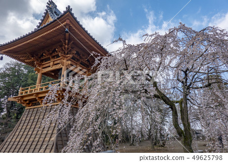 Dead brown cherry tree 49625798