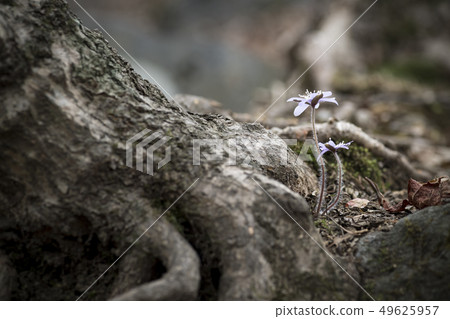 Wildflower Wildflower 49625957