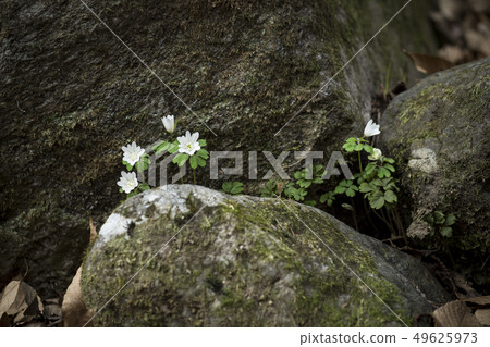 Wildflower 49625973