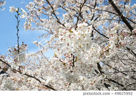 Cherry Blossoms Cherry Blossoms 49625992