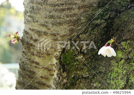 Cherry Blossom Cherry Blossom 49625994