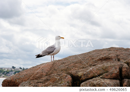 Seagull on rocks in Pink Granit Coast 49626065