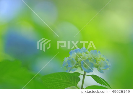  hydrangea 49626149