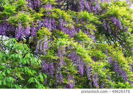 A wisteria flower blooming on a mountain road 49626378