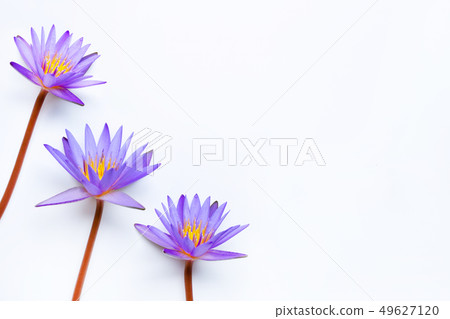 Purple lotus flower blooming on white. Purple lotus flower blooming on white. 49627120