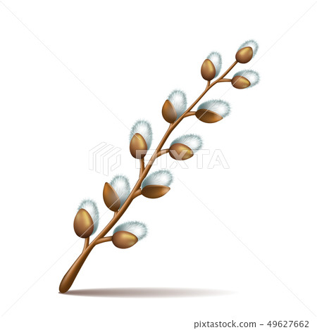 Spring twigs easter blossom pussy willow tree Spring twigs easter blossom pussy willow tree 49627662