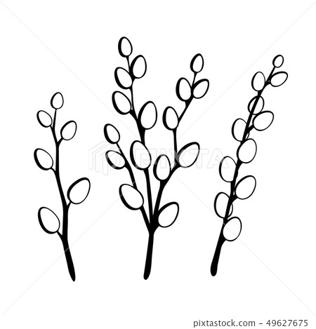 Willow twigs in black isolated on white 49627675