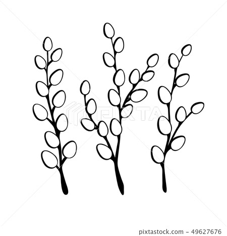 Willow twigs in black isolated on white 49627676
