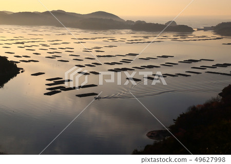 Oysters sunrise of insect light [Setouchi City, Okayama Prefecture] 49627998