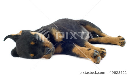sleeping rottweiler 49628321