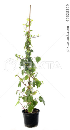 Hedera helix Hedera helix 49628399