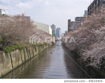 Cherry blossoms seen from Meguro River Nakame Park Bridge 49628464